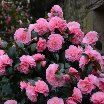 Camellia x reticulata Lovely Lady 