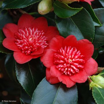Camellia japonica Bobs Tinsie