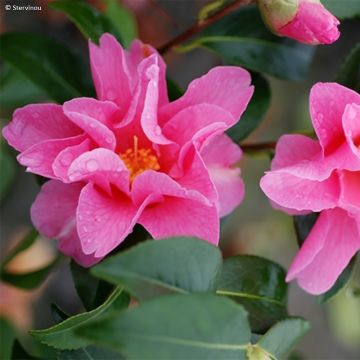 Camellia williamsii Lucky Star