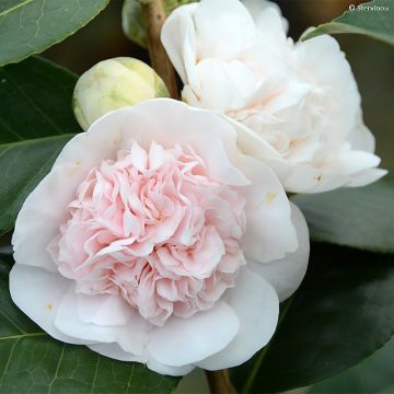 Camellia japonica Marie-Galante