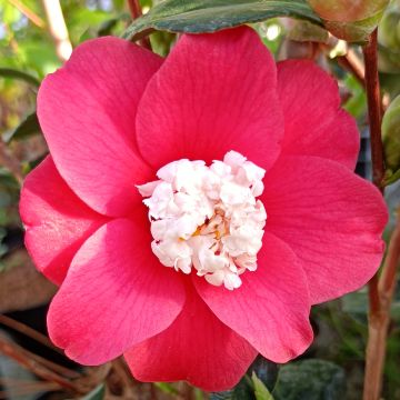 Camellia japonica Marshmallow