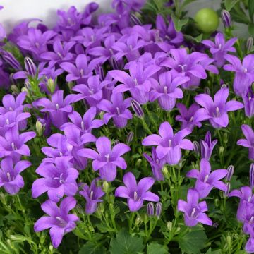 Campanula portenschlagiana Ambella Purple - Trailing Bellflower