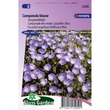 Campanula carpatica - Blue Tussock Bellflower Seeds
