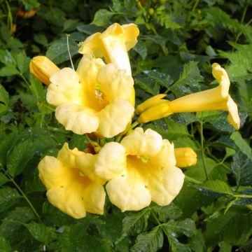 Campsis radicans Yellow Trumpet