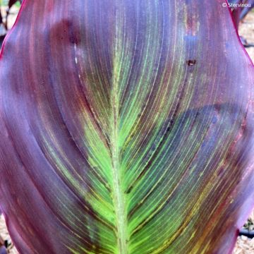 Canna Black Cleopatra - Indian shot