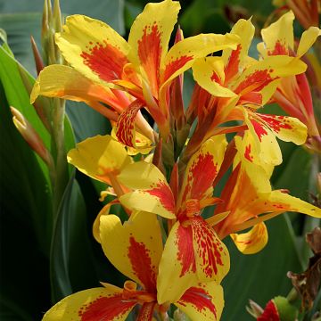 Canna Queen Charlotte - Indian shot