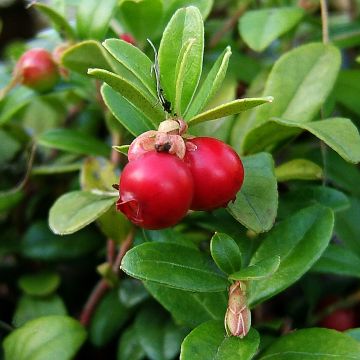 Vaccinium macrocarpon Pilgrim - Cranberry