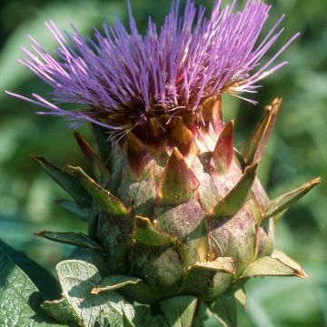 Cardoon Spineless Full White - Cynara cardunculus