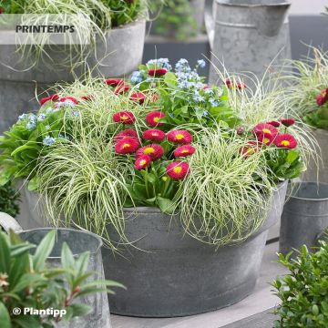 Carex oshimensis Everlite - Oshima Sedge