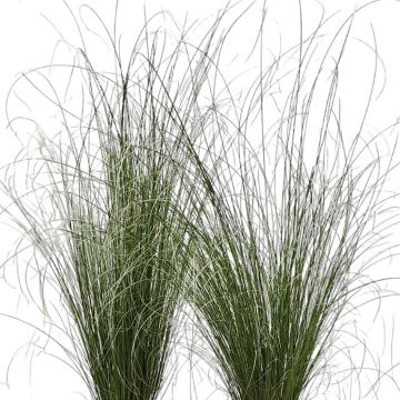 Carex buchananii Green Twist - Buchanan's Sedge