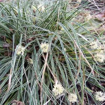 Carex conica Snowline