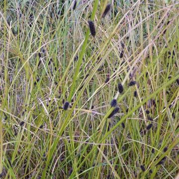 Carex dipsacea