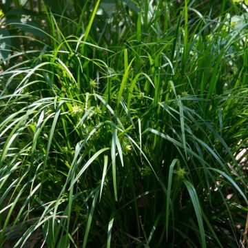 Carex grayi - Club sedge
