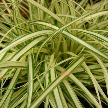 Carex oshimensis Evergold - Oshima Sedge