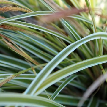 Carex morrowii Goldband