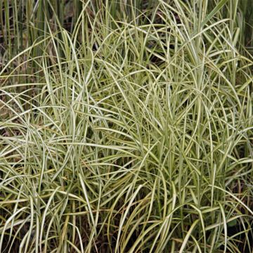 Carex muskingumensis Silberstreif