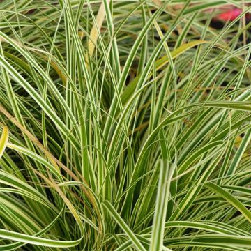 Carex oshimensis Evercream - Oshima Sedge