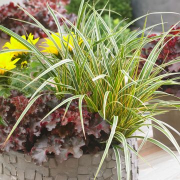 Carex oshimensis Everglow - Oshima Sedge