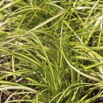 Carex oshimensis Eversheen - Oshima Sedge