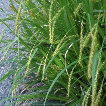 Carex sylvatica - Wood Sedge