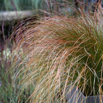 Carex testacea Prairie Fire - Laîche orange