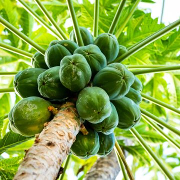 Carica papaya - Papaya