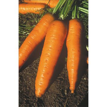Carrot Amsterdam - Daucus carota