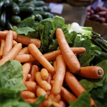 Organic Carrot Berlicum 2 - Ferme de Sainte Marthe seeds - Daucus carota