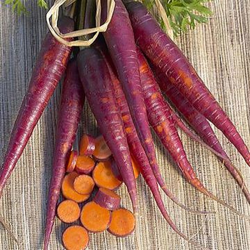 Carrot Cosmic Purple - Daucus carota