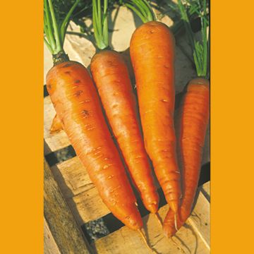 Carrot Longue Lisse de Meaux - Daucus carota