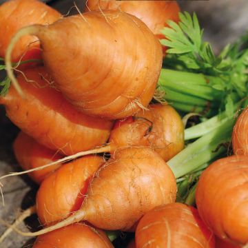 Carrot Paris Market
