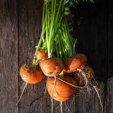 Carrot Paris Market