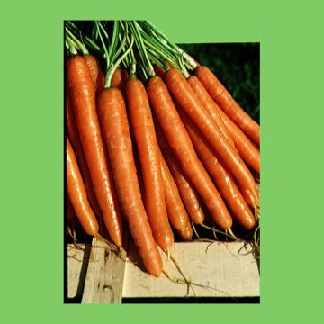 Carrot Nantaise améliorée - Daucus carota