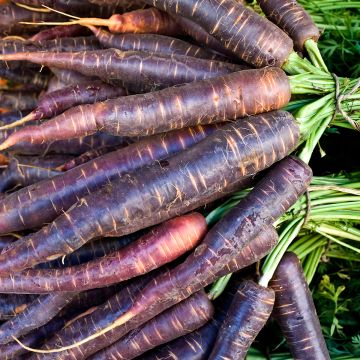 Carrot Purple Haze F1