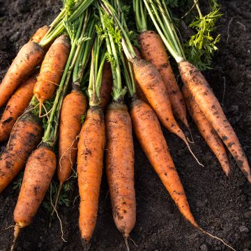 Carrot Rothild - Daucus carota