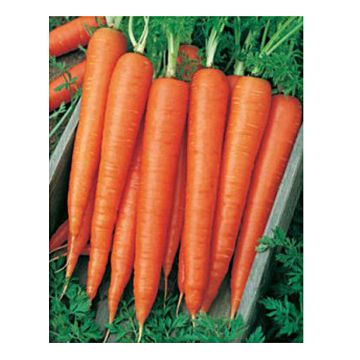 Carrot Scarla