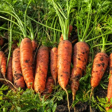 Carotte Valor F1 - Daucus carota