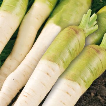 White fodder carrot with green collar - Daucus carota