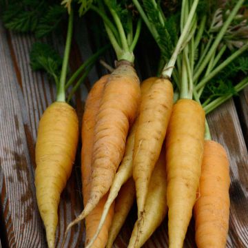 Fodder carrot Jaune du Doubs - Daucus carota