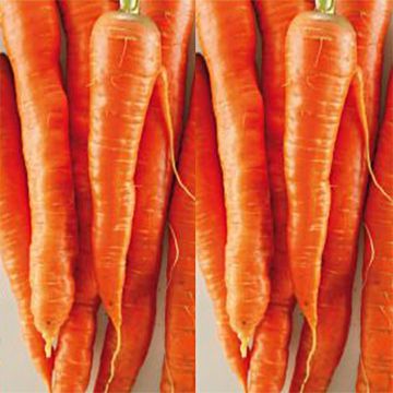 Carrot De Tilques - Daucus carota