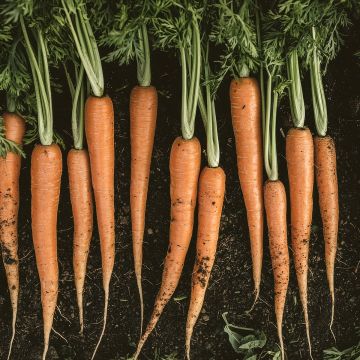Carrot De Tilques - Daucus carota