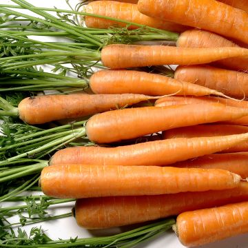 Carrot Berlicum 2 Organic