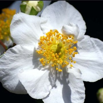 Carpenteria californica Bodnant