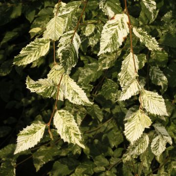 Carpinus betulus Foliis Argenteovariegatis Pendula - Hornbeam