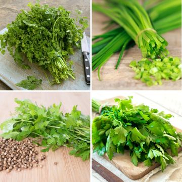 Herb Mix seed tape (Common Chives - Common Parsley 2 - Coriander - Common Chervil) - Organic - Ferme de Sainte Marthe seeds