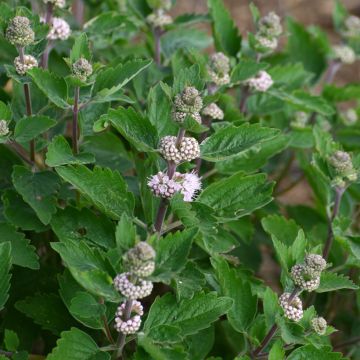 Caryopteris clandonensis Stephi - Bluebeard