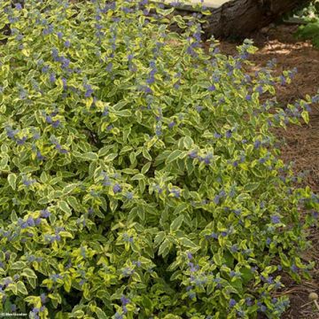 Caryopteris clandonensis Summer Sorbet - Bluebeard