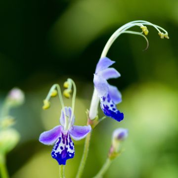 Caryopteris divaricata