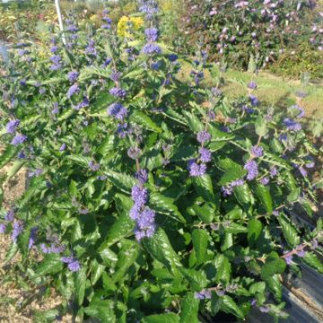 Caryopteris x clandonensis BLUE FOUNTAIN - Bluebeard