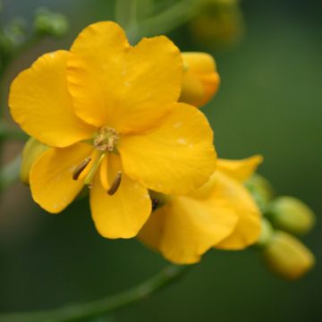 Cassia floribunda